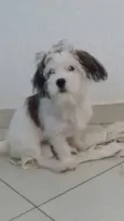 Bob 