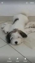 Bob 