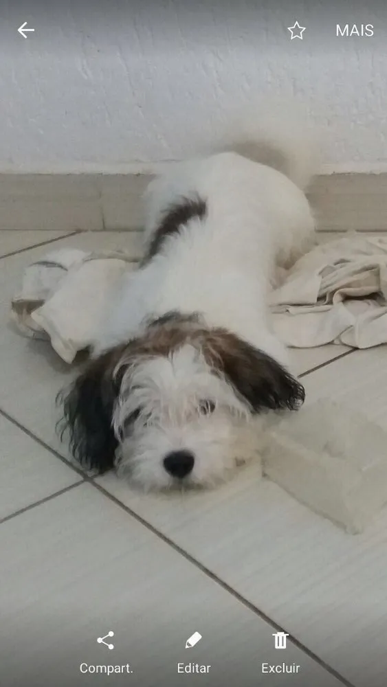 Cachorro raça Shitzu misturado (Liasa) idade 2 a 6 meses nome Bob 