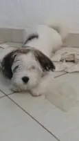 Bob 