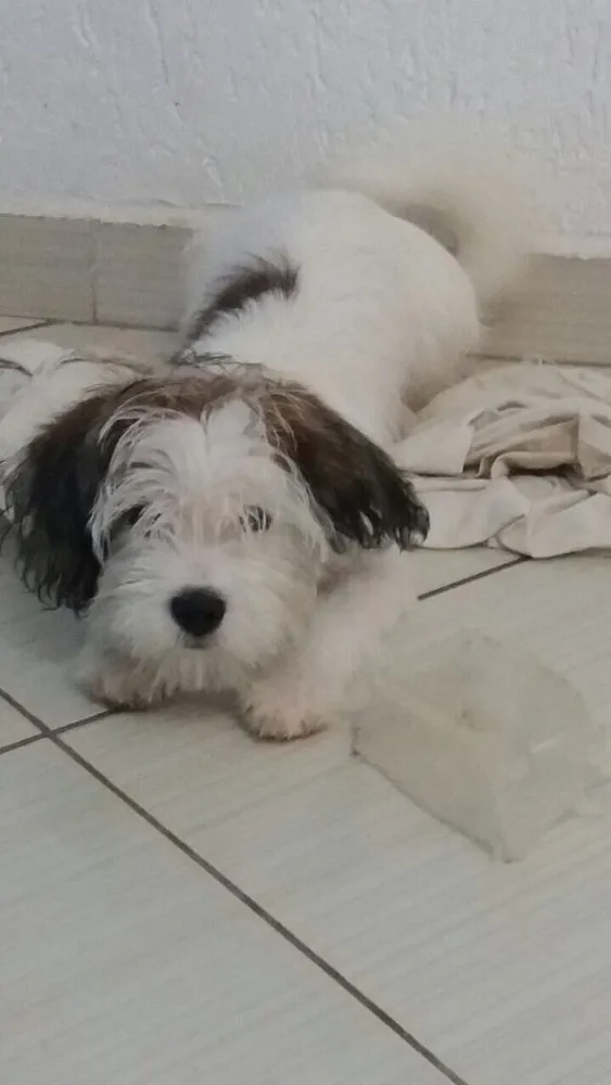 Cachorro raça Shitzu misturado (Liasa) idade 2 a 6 meses nome Bob 