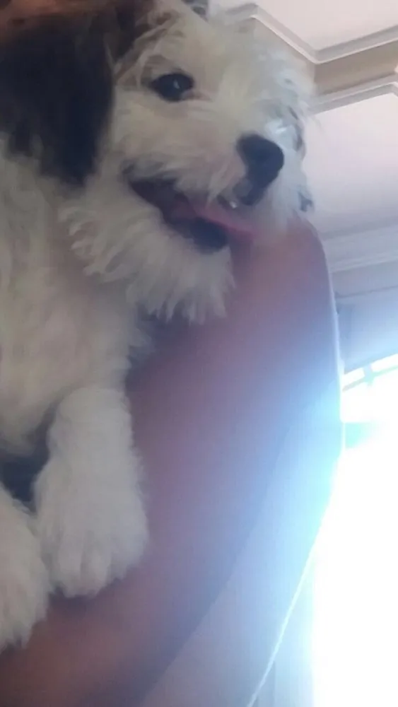 Cachorro raça Shitzu misturado (Liasa) idade 2 a 6 meses nome Bob 