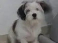 Bob 
