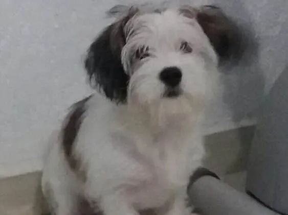 Cachorro raça Shitzu misturado (Liasa) idade 2 a 6 meses nome Bob 