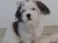 Bob 