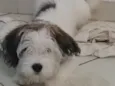Bob 
