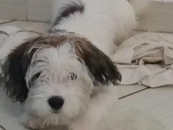 Cachorro raça Shitzu misturado (Liasa) idade 2 a 6 meses nome Bob 