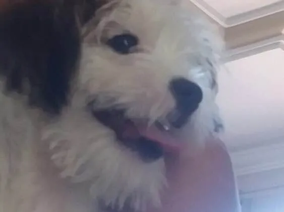 Cachorro raça Shitzu misturado (Liasa) idade 2 a 6 meses nome Bob 