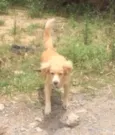 Xuxa