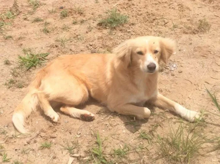 Cachorro ra a SRD idade 2 anos nome Xuxa