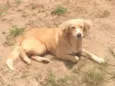 Xuxa