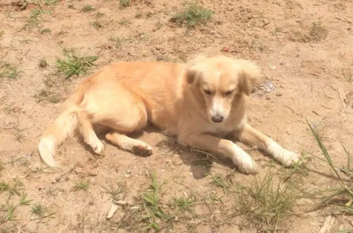 Cachorro ra a SRD idade 2 anos nome Xuxa
