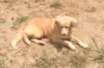 Xuxa