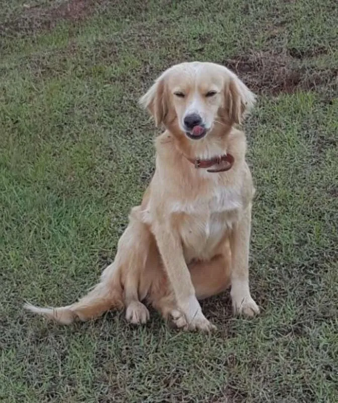 Cachorro ra a SRD idade 2 anos nome Xuxa