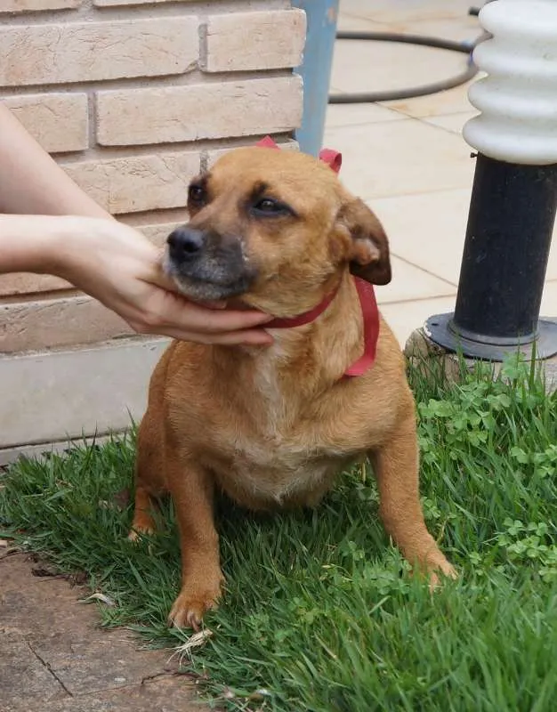 Cachorro ra a SRD idade 2 anos nome Molly