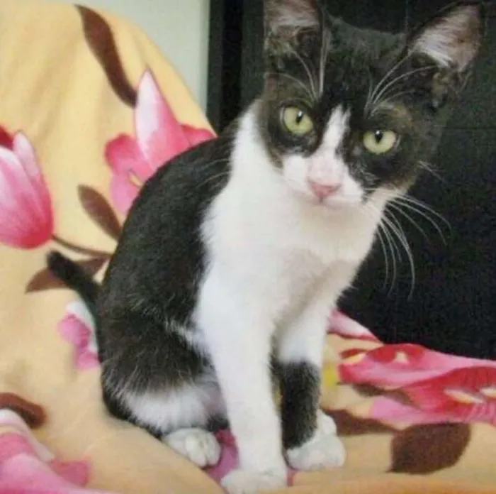 Gato ra a SRD idade 2 a 6 meses nome JULY