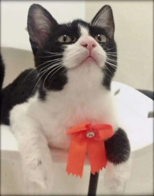 Gato ra a SRD idade 2 a 6 meses nome JULY