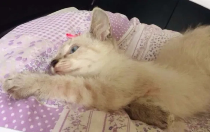 Gato ra a SRD idade 2 a 6 meses nome MENINA