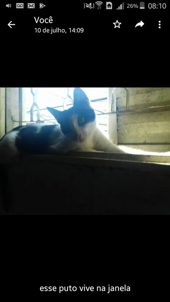 Gato ra a  idade 7 a 11 meses nome Bene