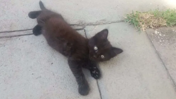 Gato ra a SRD idade Abaixo de 2 meses nome Não tem nome