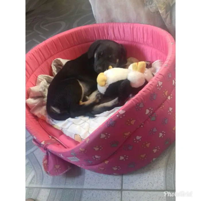 Cachorro ra a Rottwaler misturado idade 2 a 6 meses nome Luna