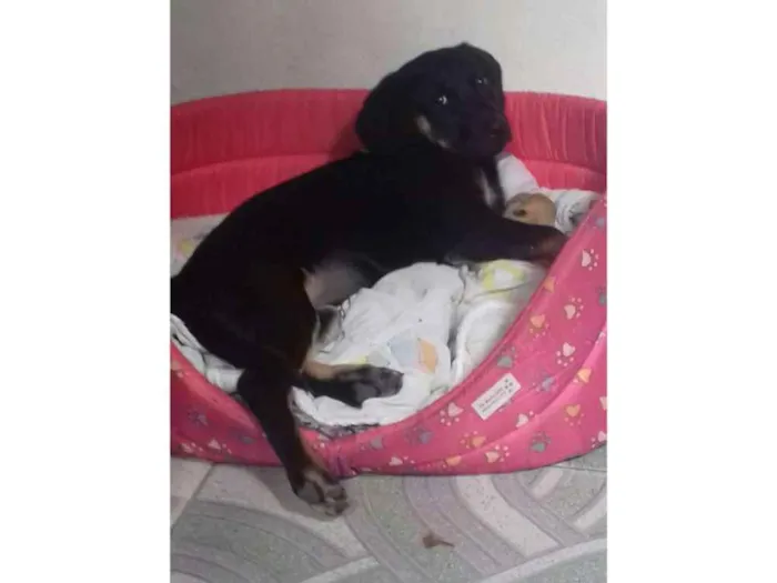 Cachorro ra a Rottwaler misturado idade 2 a 6 meses nome Luna