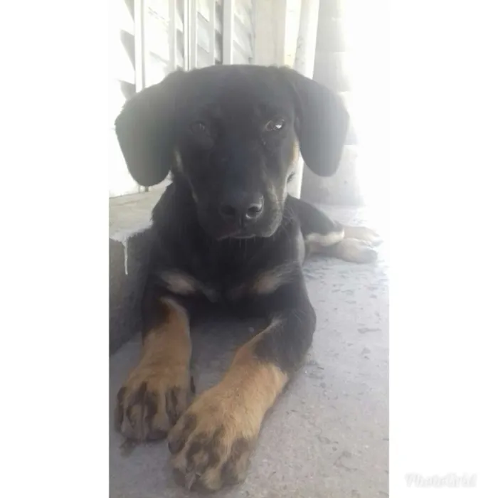 Cachorro ra a Rottwaler misturado idade 2 a 6 meses nome Luna