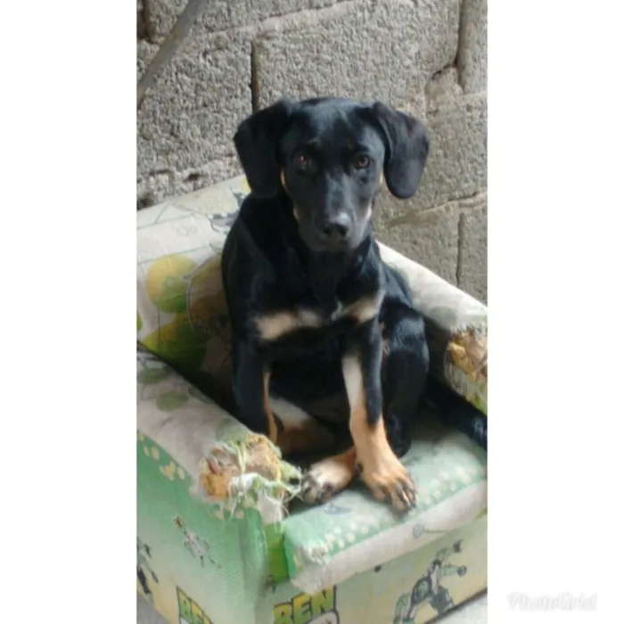 Cachorro ra a Rottwaler misturado idade 2 a 6 meses nome Luna