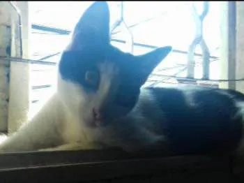 Gato ra a  idade 7 a 11 meses nome Bene