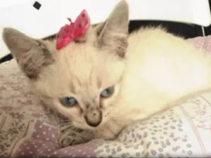 Gato raça SRD idade 2 a 6 meses nome MENINA
