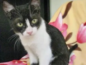 Gato raça SRD idade 2 a 6 meses nome JULY