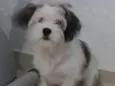Bob 
