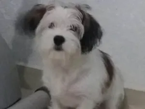 Cachorro raça Shitzu misturado (Liasa) idade 2 a 6 meses nome Bob 