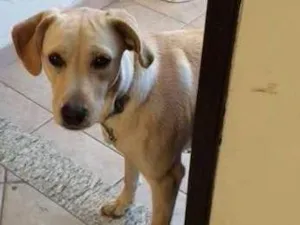 Cachorro raça vira lata idade 7 a 11 meses nome Luna