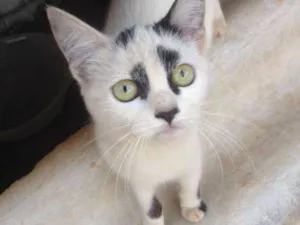 Gato raça SRD idade 2 a 6 meses nome Gatinhos Fofos