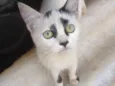 Gatinhos Fofos