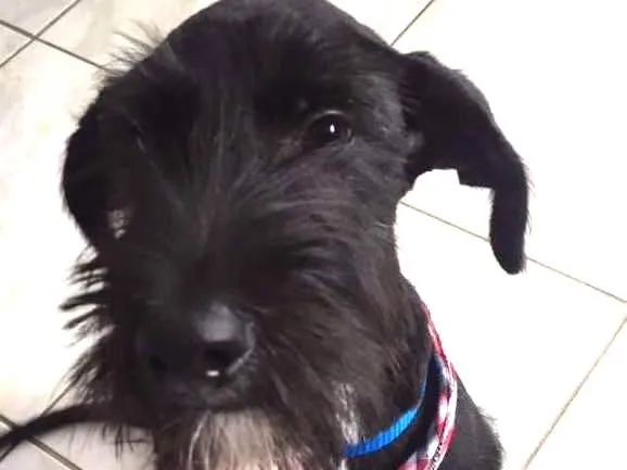 Cachorro ra a SRD idade 2 a 6 meses nome Baruch