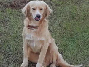 Cachorro raça SRD idade 2 anos nome Xuxa