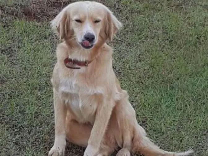 Cachorro ra a SRD idade 2 anos nome Xuxa