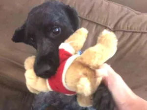 Cachorro raça Poodle idade 1 ano nome Negão