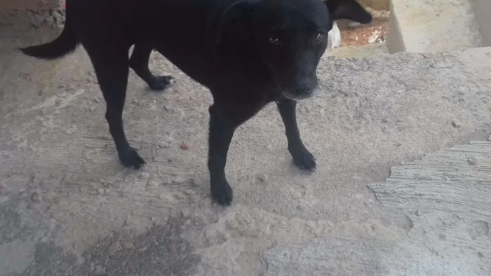 Cachorro ra a Sem raça idade 2 anos nome Estrela