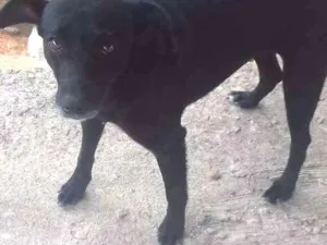 Cachorro raça Sem raça idade 2 anos nome Estrela