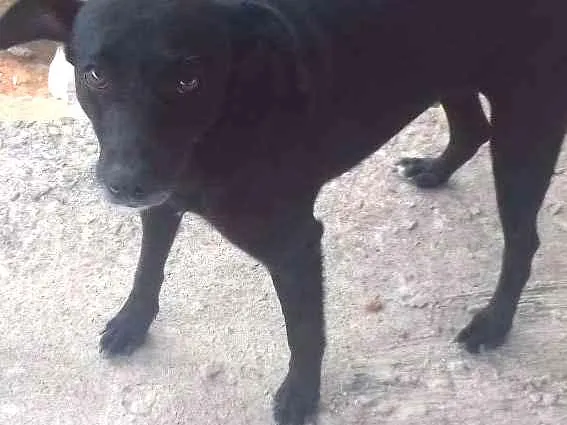 Cachorro ra a Sem raça idade 2 anos nome Estrela