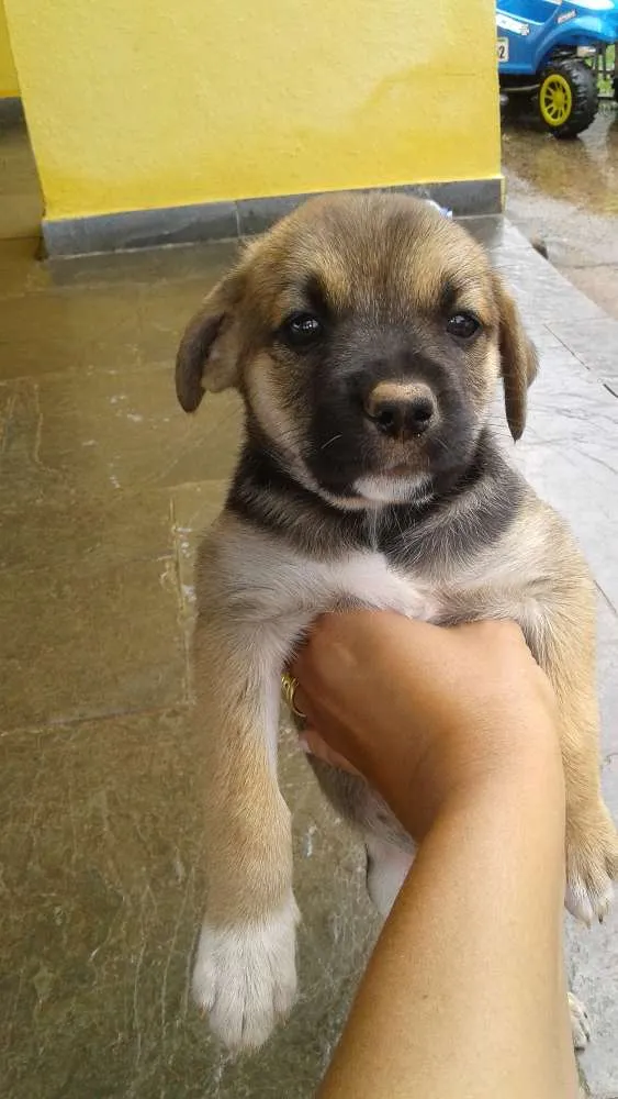 Cachorro ra a SRD idade Abaixo de 2 meses nome sem nome