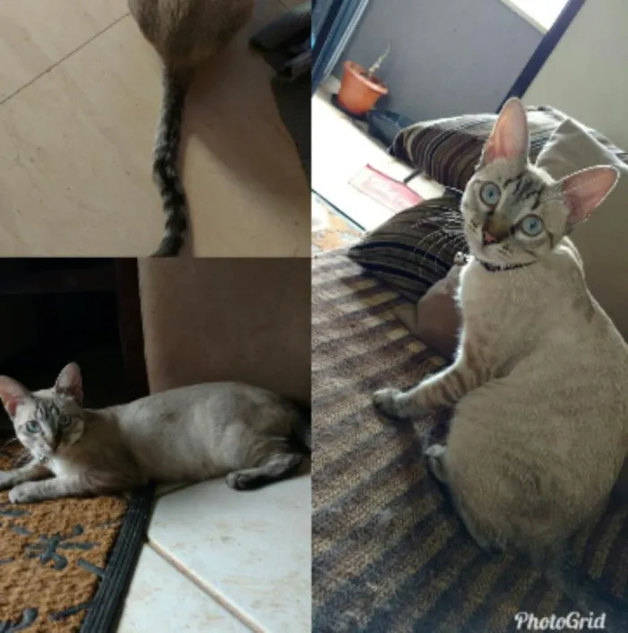 Gato ra a srd idade  nome Pituca