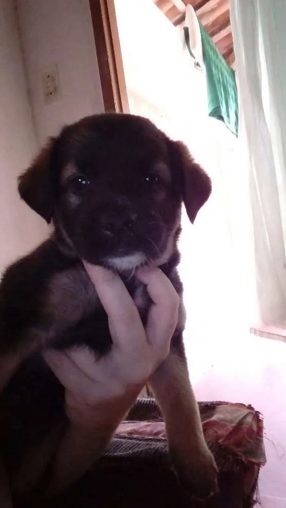 Cachorro raça Srd idade Abaixo de 2 meses nome Sem nome