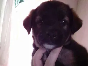 Cachorro raça Srd idade Abaixo de 2 meses nome Sem nome