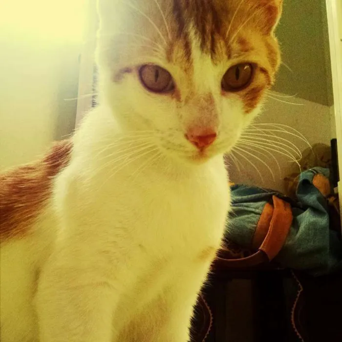 Gato ra a nestiço idade 3 anos nome Biel