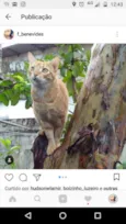 Pixotinha