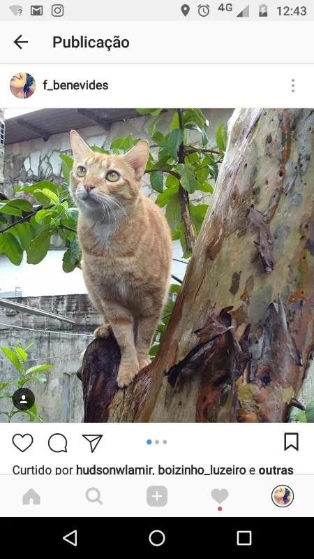 Gato ra a mestiça idade 2 anos nome Pixotinha